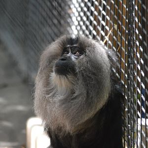 Lion Tailed Macaque