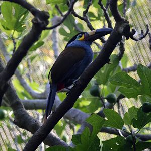 Plate-billed Mountain Toucan
