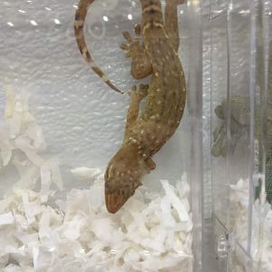 Gecko ID?