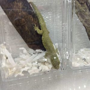 Gecko ID?