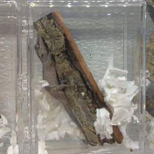 Rhacodactylus auriculatus??