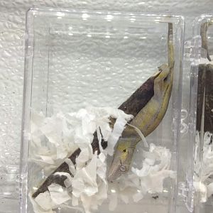 Rhacodactylus auriculatus??