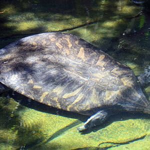Narrow-Headed Softshell Turtle