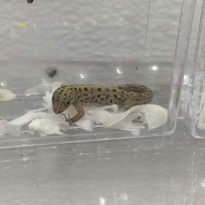 Gecko ID?