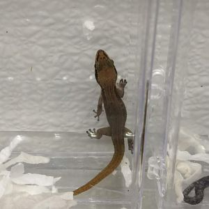 Gecko ID?