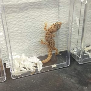 Gecko ID?