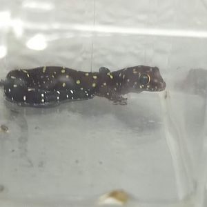 Gecko ID?
