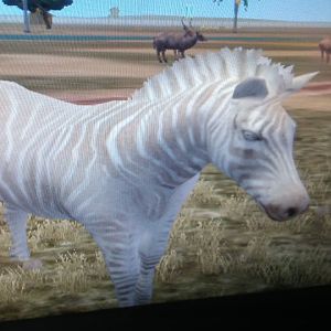 Albino Zebra