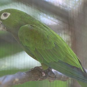 Olive-throated Parakeet - Mar 2019