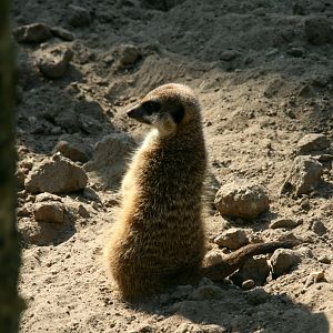 Meerkat