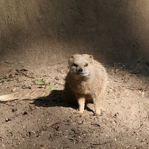 Yellow mongoose