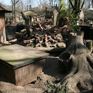 Yellow mongoose enclosure
