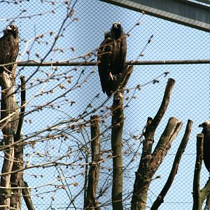 A trio of Cinereous vultures