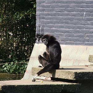 Lar gibbon
