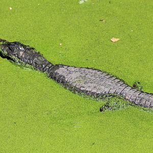 Spectacled Caiman - Mar 2019