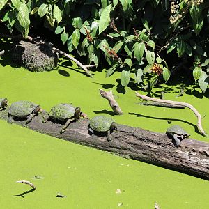 Black River Turtles - Mar 2019