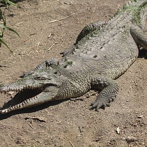American Crocodile - Mar 2019