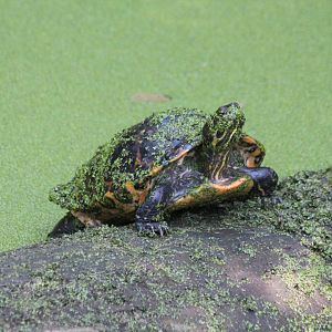 Nicaraguan Slider - Mar 2019