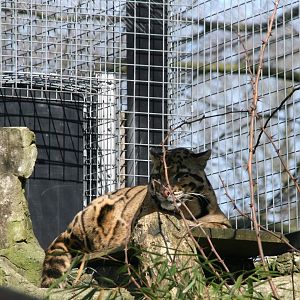 Clouded leopard