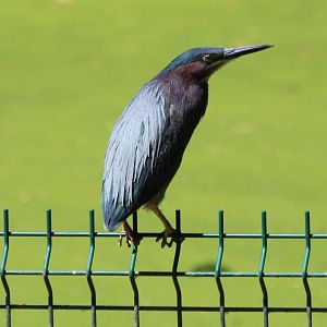 Green Heron - Mar 2019