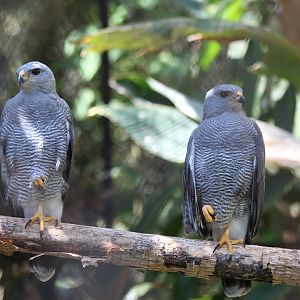 Gray Hawk - Mar 2019