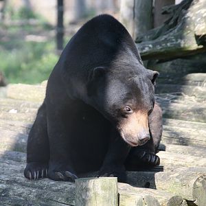 Sun bear