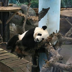 Giant panda