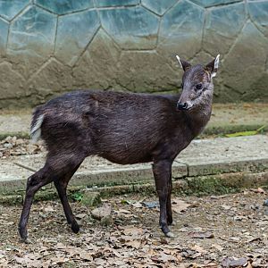 Tufted deer
