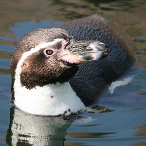 Humboldt penguin