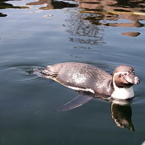 Humboldt penguin