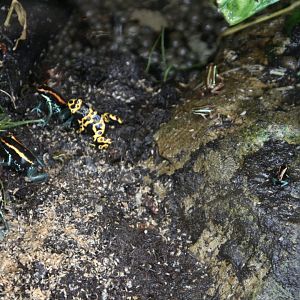 Poison dart frogs