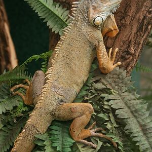 Green iguana