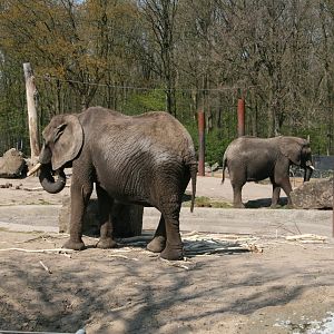 African elephants