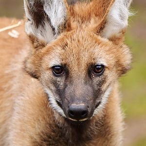 Maned wolf pup