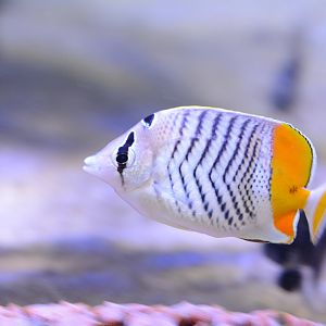 Seychelles butterflyfish (Chaetodon madagaskariensis)