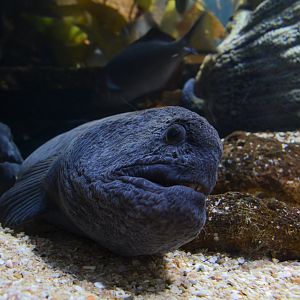 Ocellated wolf-eel (Anarrhichthys ocellatus)