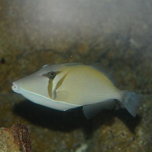 Boomerang triggerfish (Sufflamen bursa)