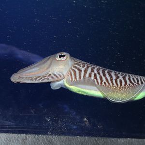 Common cuttlefish (Sepia officinalis)