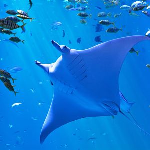 Giant manta (Manta birostris)