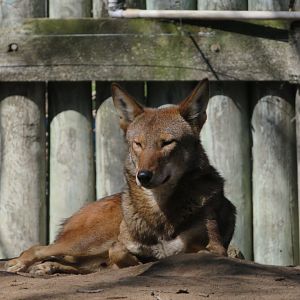 Red Wolf