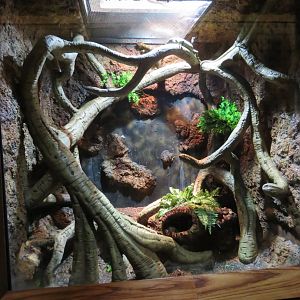 Prehensile-tailed Skink Exhibit