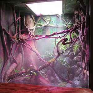 Chinese Crocodile Lizard Exhibit