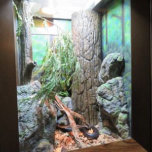 Indigo Snake Exhibit