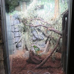 King Cobra Exhibit