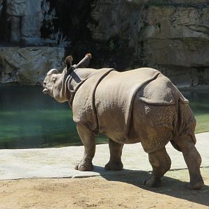 Indian Rhinoceros
