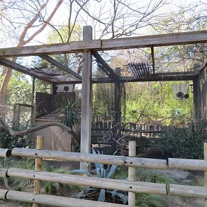 Lady Ross' Turaco Aviary