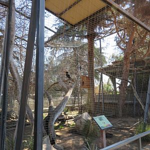 Rhinoceros Hornbill Aviary