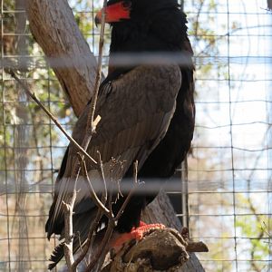 Bateleur Eagle