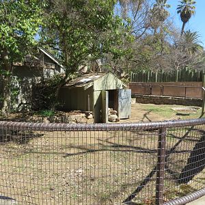 Old Sulcata Tortoise Exhibit