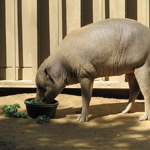 North Sulawesi Babirusa